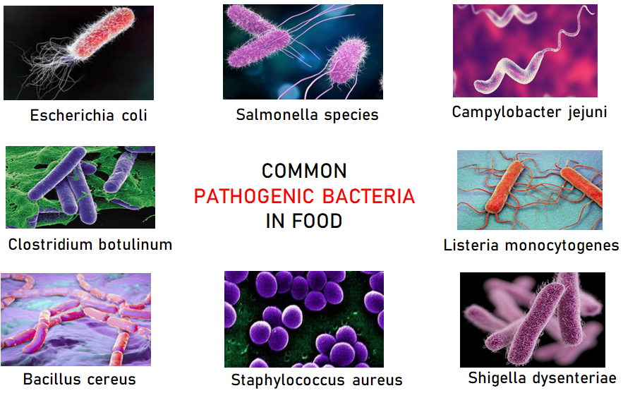 gmp food safety malaysia